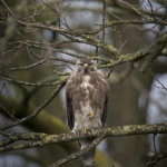 Buizerd Buizerd