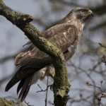 Buizerd Buizerd