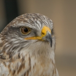 Konings Buizerd Konings Buizerd