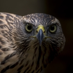 Havik ( juveniel ) Havik ( juveniel )