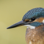 IJsvogel IJsvogel