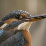 IJsvogel IJsvogel