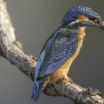 IJsvogel IJsvogel