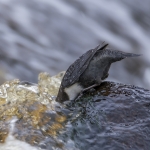 Zwartbuikwaterspreeuw Zwartbuikwaterspreeuw