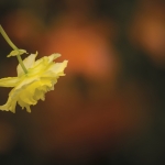 Fleuropje Fleuropje