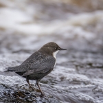 Zwartbuikwaterspreeuw Zwartbuikwaterspreeuw