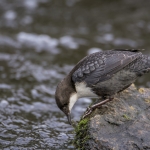 Zwartbuikwaterspreeuw Zwartbuikwaterspreeuw