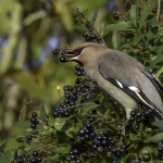 Pestvogel Pestvogel