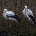 Ooievaar Ooievaar