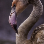 Flamingo Flamingo