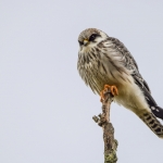 Roodpootvalk ( juveniel v ) Roodpootvalk ( juveniel v )