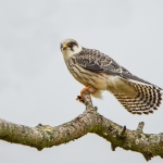 Roodpootvalk ( juveniel v ) Roodpootvalk ( juveniel v )