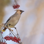 Pestvogel Pestvogel