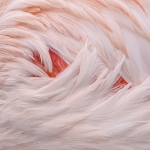 Flamingo Flamingo