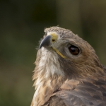 Roodstaart Buizerd Roodstaart Buizerd