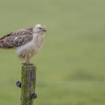 Buizerd Buizerd