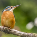 IJsvogel IJsvogel