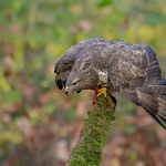 Buizerd Buizerd