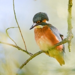 IJsvogel IJsvogel