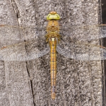 Libelle (onbekend) Libelle (onbekend)