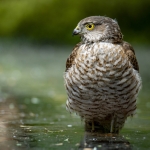 Sperwer Sperwer