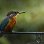 IJsvogel IJsvogel
