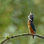 IJsvogel IJsvogel