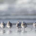 Drieteenstrandloper Drieteenstrandloper