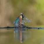 IJsvogel IJsvogel