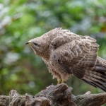 Buizerd Buizerd
