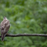 Buizerd Buizerd