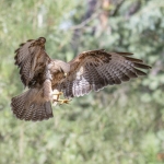 Buizerd Buizerd