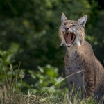 Lynx Lynx