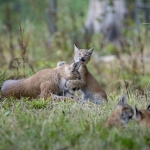 Lynx Lynx