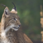 Lynx Lynx