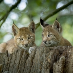 Lynx Lynx