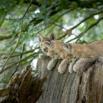 Lynx Lynx