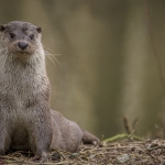 Otter Otter