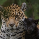 Panter Panter