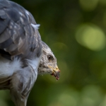 Buizerd Buizerd
