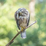 Buizerd Buizerd