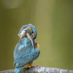 IJsvogel IJsvogel