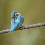 IJsvogel IJsvogel