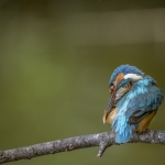 IJsvogel IJsvogel
