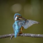 IJsvogel IJsvogel