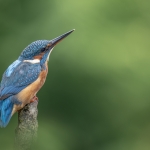 IJsvogel IJsvogel