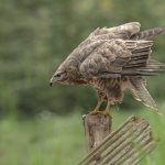 Buizerd Buizerd