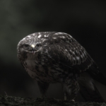 Dark Buzzard Dark Buzzard