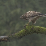 Buizerd Buizerd