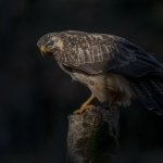 Buizerd Buizerd